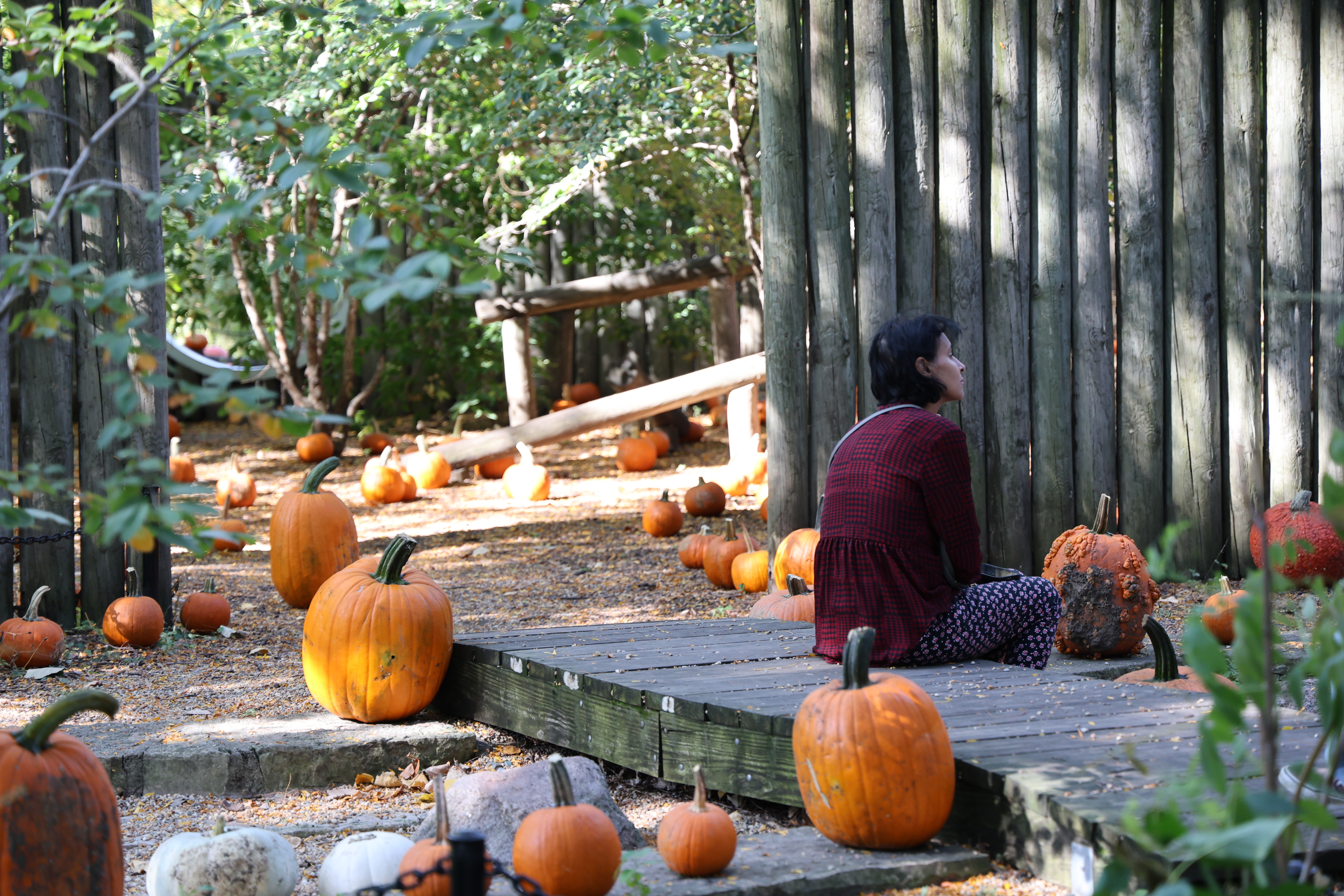Woman gazes at pumpkins in a garden setting.